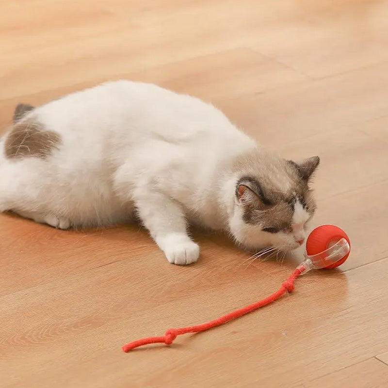 Interaktiver Indoor-Katzenball